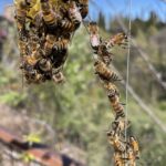 Adotta le api al Parco delle Mura – Legambiente