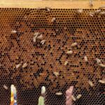 Adotta le api a Corte Molon – A.S.D. Horse Valley
