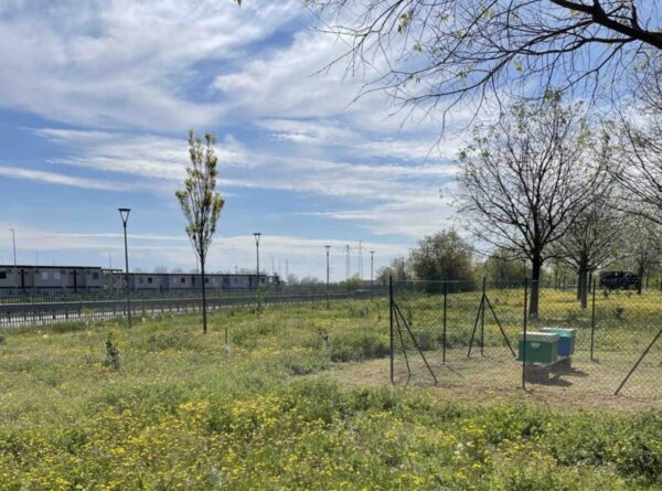 ampia vista di un prato verde con recinzione per arnie