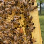Adotta le api a San Michele – Fondo Frugose